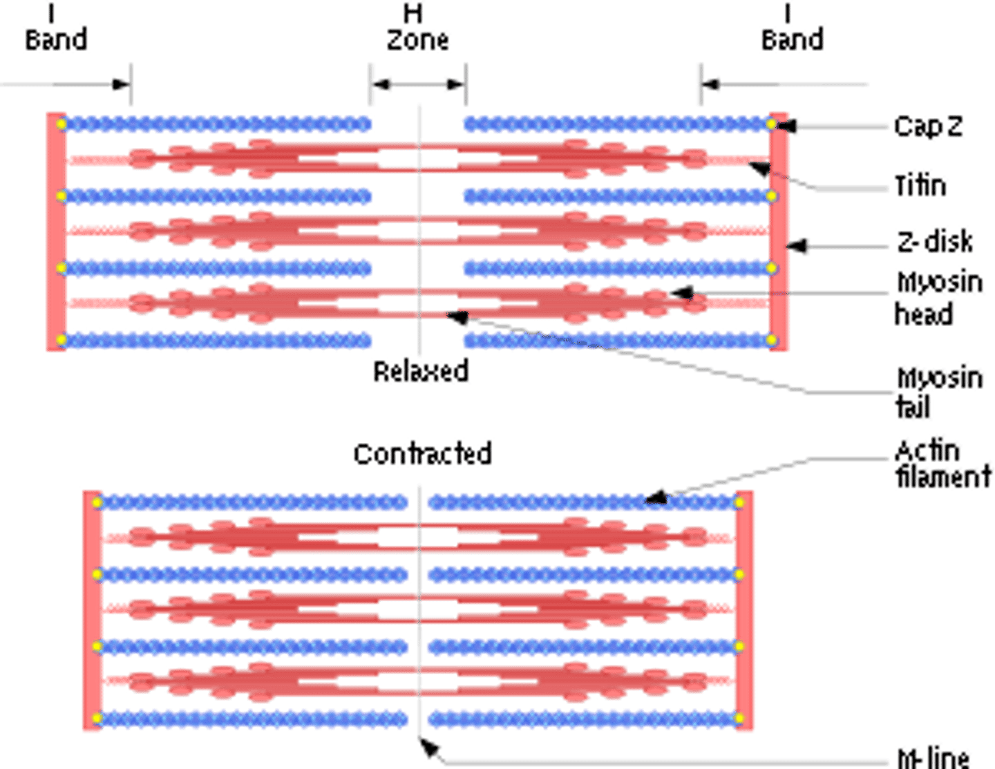 <p>Actin slides over myosin causing sarcomere shortening.</p>