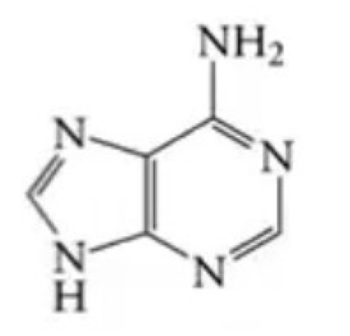 <p>Is adenine a purine or pyrimidine base?</p>