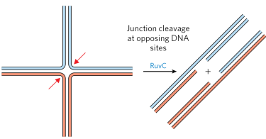 <p>nucleases form 2 nicks in the junction. The gap is then sealed with ligase</p>