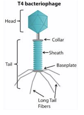 <p><span style="background-color: transparent;"><strong>What kind of bacteria are in the picture of the bacteriophage?</strong></span></p>