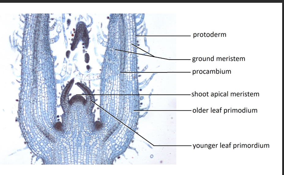 <p>apical meristem</p>