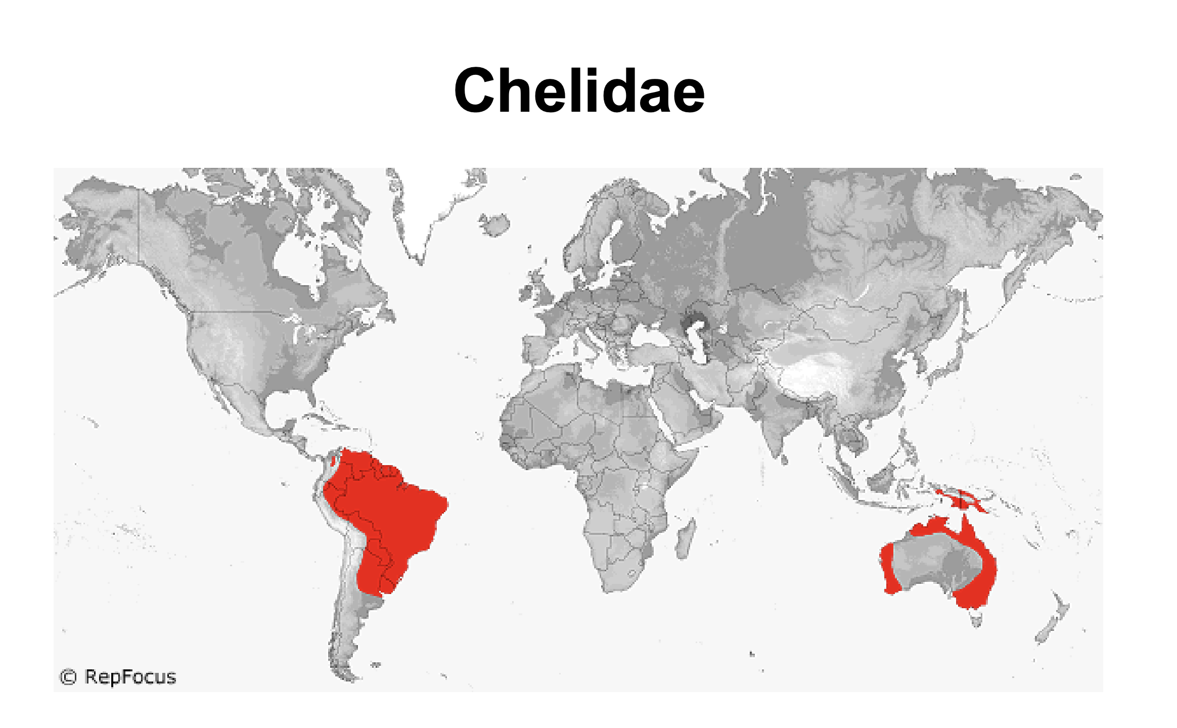 <p>Chelidae</p>