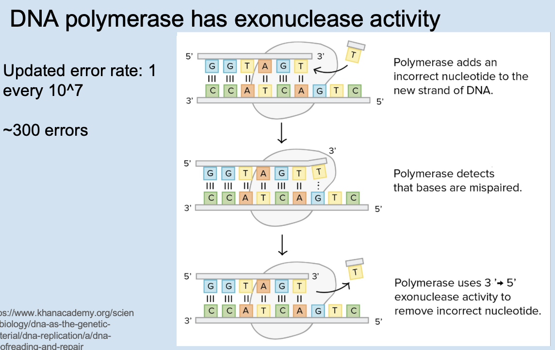 <ul><li><p>if so → polymerase adds next nucleotide </p></li><li><p>if not → polymerase clips off the mispaired nucleotide and tries again </p></li></ul><p></p>