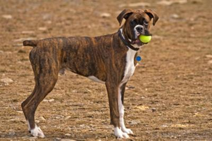 <p>Brindle</p>