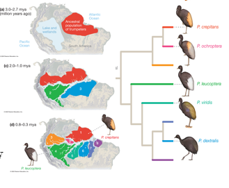 <p><span>geographic barriers create genetic isolation</span></p><ul><li><p>e.g., allopatric speciation by vicariance: trumpeters in S.A.</p></li><li><p>large ground birds that fly only short distances</p></li><li><p>phylogeny reconstructed based on DNA similarities</p></li><li><p>speciation events corresponded closely with geological events (e.g., formation of Andes Mountains and Amazon River)</p></li></ul><p></p>
