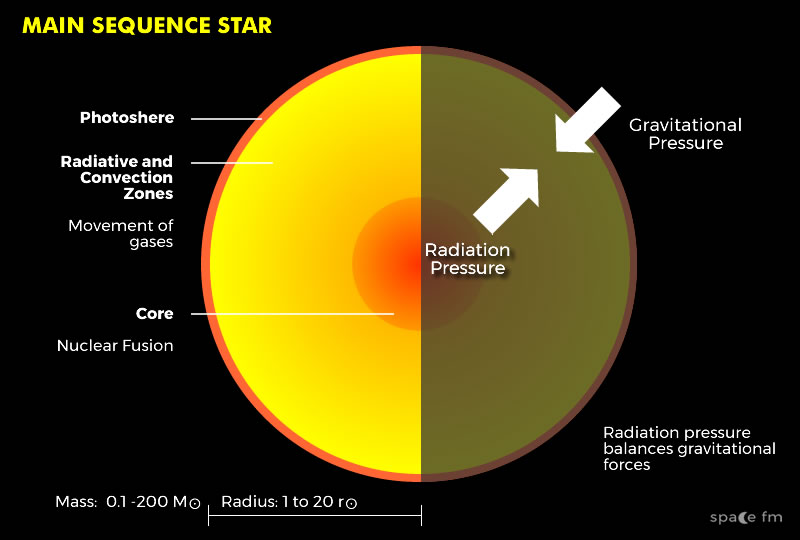 <p>Radiation pressure out, gravitational force in</p>