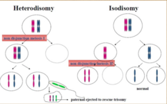<p>- Non-Disjunction in Meiosis I, 2 copies from mother</p>