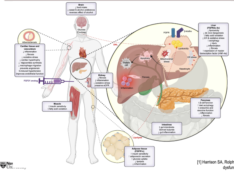 <ol><li><p>FGF21 analogues possess a “directly” acting antifibrotic mechanism of action.</p></li><li><p>FGF21 analogues reduce liver steatosis while activating intra- cellular pathways to protect hepatocytes against stress.</p></li><li><p>FGF21 analogues also increase insulin sensitivity and reduce dyslipidemia.</p></li></ol><p></p>