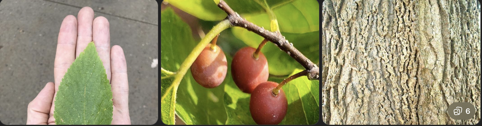 <p>Identify this tree</p>