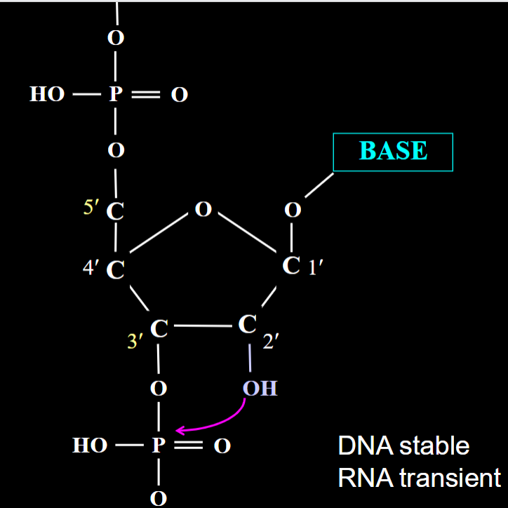 <ul><li><p>2’ deoxyribose sugar (no OH on C2)</p></li></ul><ul><li><p>1’ base</p></li><li><p>3’, 5’ phosphate group</p></li></ul><p></p>