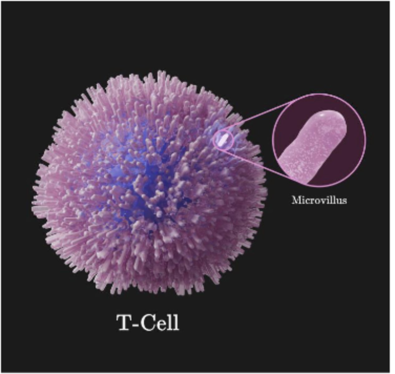 <p>• stimulates T- cell development for immune system</p>