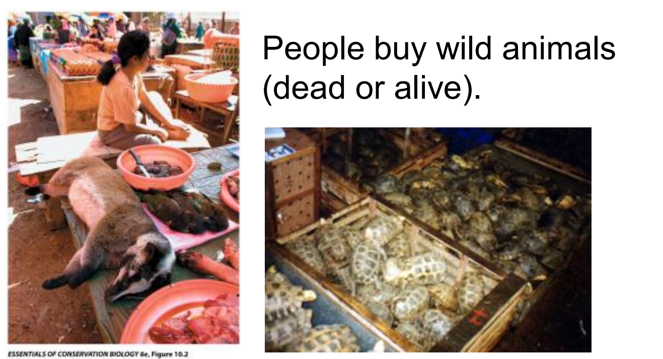 <p>People buy wild animals (dead or alive).</p><p></p>