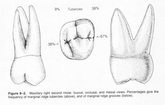 <p>LESS spread apart than the first maxillary molar.</p>
