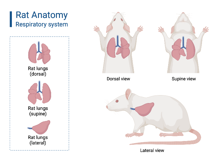 <p>Lungs</p>