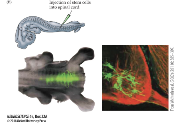 <p>(a) - (i) colonies prior differentiation</p><ul><li><p>(ii,III) after exposure to neutralizing signals SOx(green) nestin(red)</p></li><li><p>(iv) after sveral days, both nuerons generate ES cells </p></li></ul><p>(b) <span>Injection of fluorescently labeled embryonic stem cells into the spinal cord of a host chicken embryo shows that ES cells integrate into the host spinal cord and apparently extend axons.</span></p>