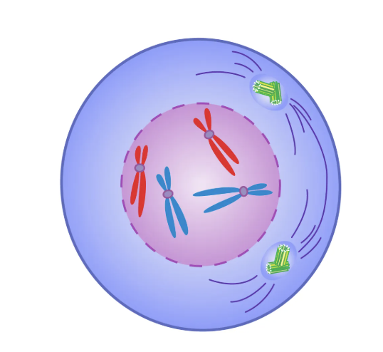 <p>Prophase</p>