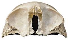 <p>What structure is this?</p>