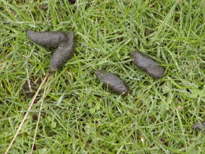 <p>smooth oblong pellets of 2-3in long</p>