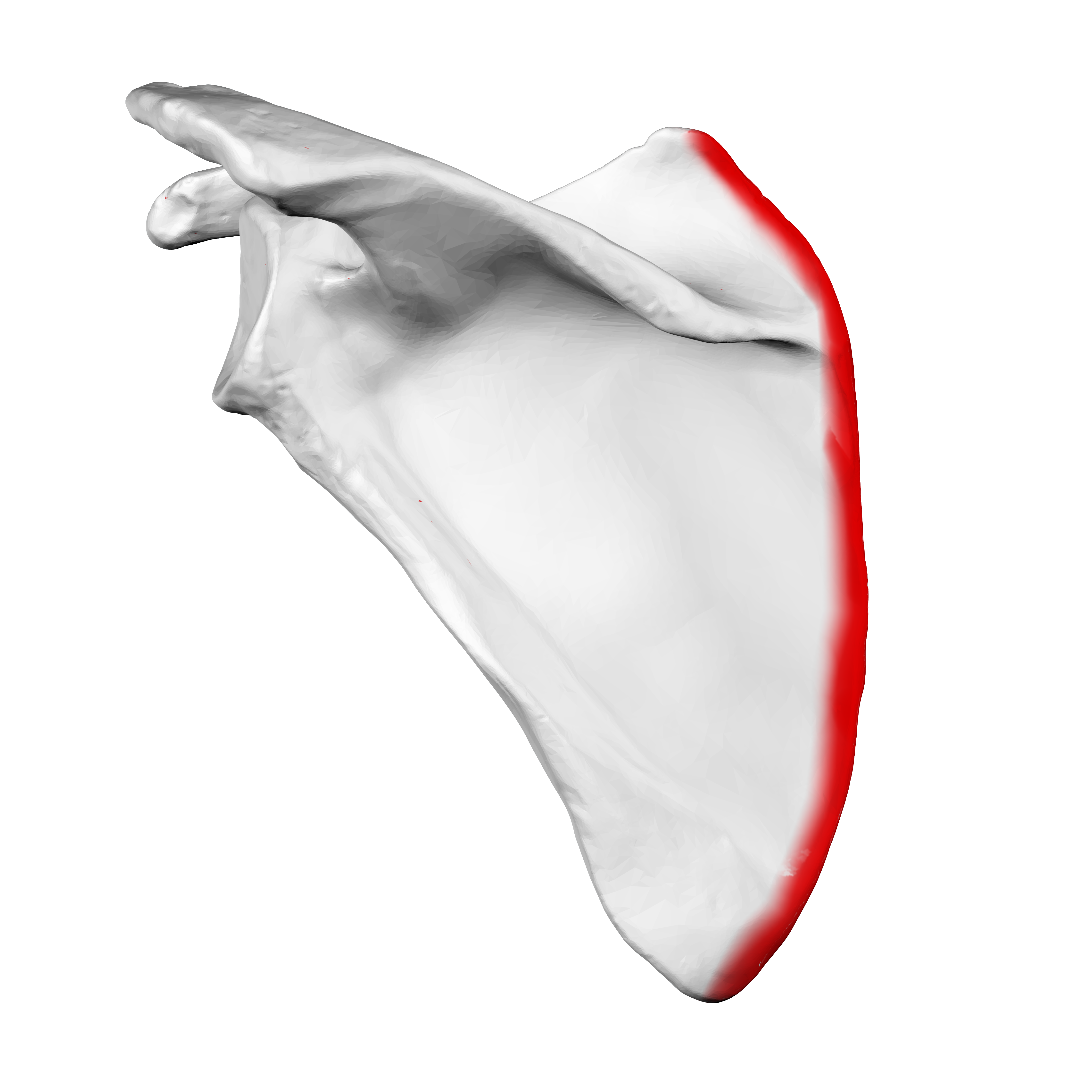 <p>Name the specific part of the bone in red</p>
