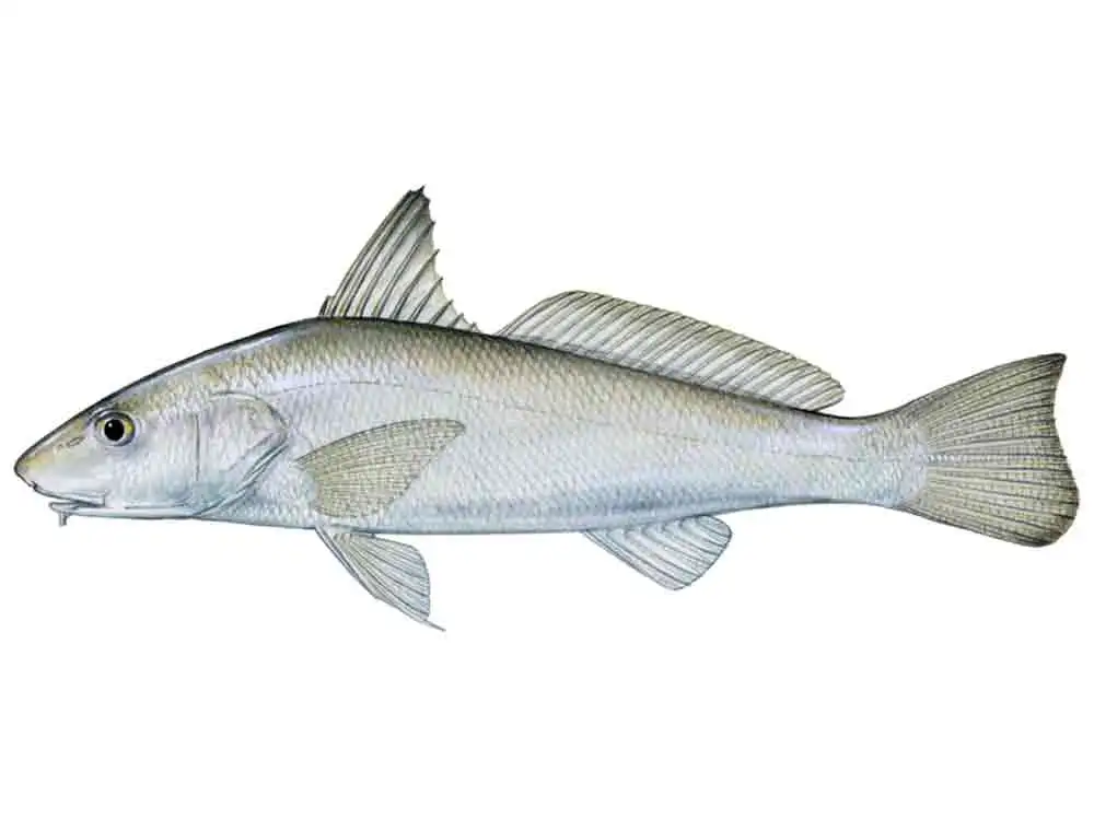 <p>No pattern, subterminal mouth, no pattern</p>