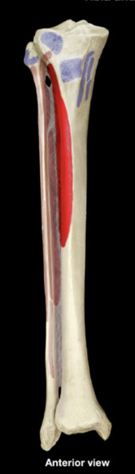 <p>anterior shaft of tibia</p><p>interosseous membrane</p>