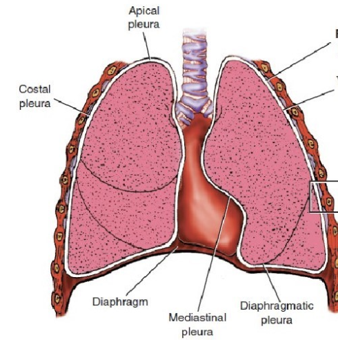 <p>inside thoracic cavity</p><ul><li><p class="Paragraph SCXO154661628 BCX0" style="text-align: left;"><span style="background-color: inherit; line-height: 19.55px; color: windowtext;">Mediastinal pleura</span><span style="line-height: 19.55px; color: windowtext;">&nbsp;</span></p></li><li><p class="Paragraph SCXO154661628 BCX0" style="text-align: left;"><span style="background-color: inherit; line-height: 19.55px; color: windowtext;">Diaphragmic pleura</span><span style="line-height: 19.55px; color: windowtext;">&nbsp;</span></p></li><li><p class="Paragraph SCXO154661628 BCX0" style="text-align: left;"><span style="background-color: inherit; line-height: 19.55px; color: windowtext;">Costal pleurae</span><span style="line-height: 19.55px; color: windowtext;">&nbsp;</span></p></li><li><p class="Paragraph SCXO154661628 BCX0" style="text-align: left;"><span style="background-color: inherit; line-height: 19.55px; color: windowtext;">Apical pleurae: superior-most region of rib cage</span></p></li></ul><p></p>
