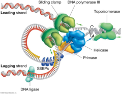 <p>It separates the strands of the double helix.</p>
