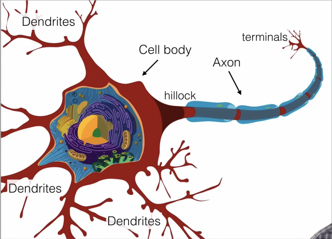 <ul><li><p>where information is <strong>transferred</strong></p></li><li><p>begins at axon hillock and moves to terminals</p></li></ul><p></p>