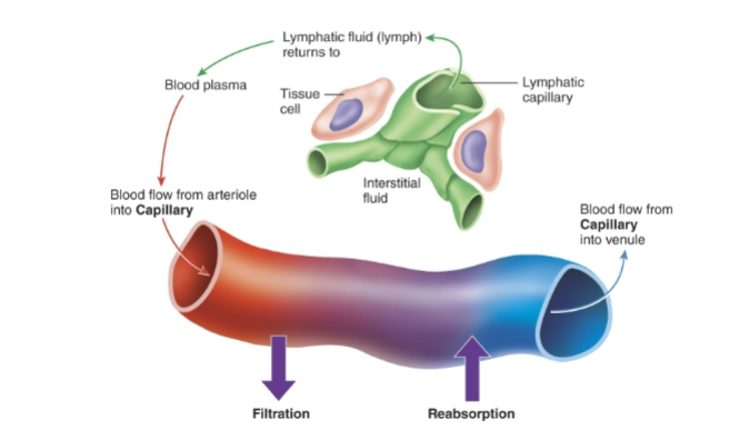 <p>Where does filtration occur? Where does reabsorption occur?</p>
