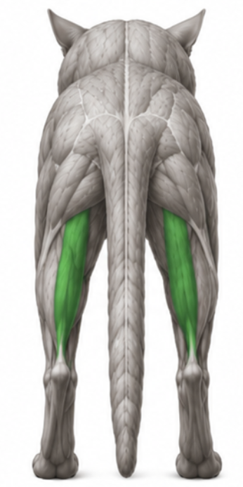 <p>What cat muscle is this?</p>