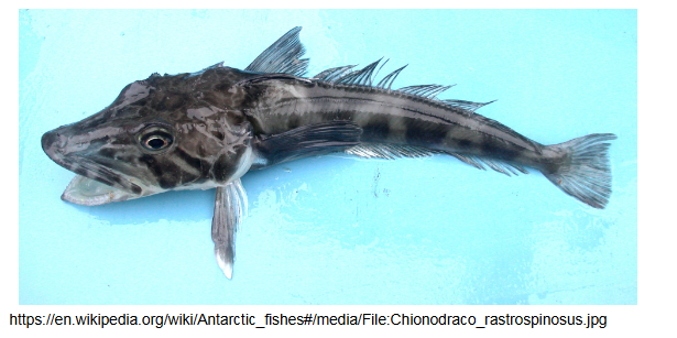 <p>talk about the antarctic fish having stable microtubules:</p>