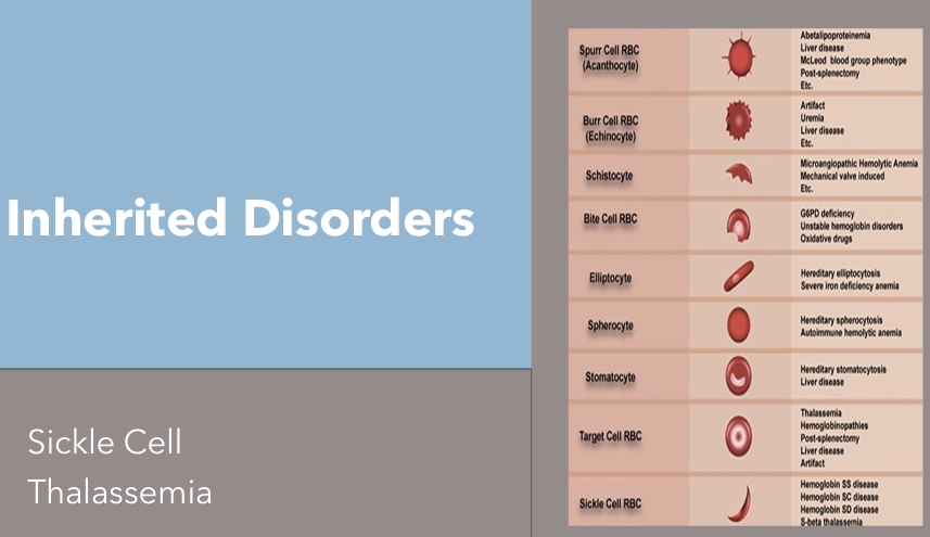 <p>Sickle Cell Anemia</p><p>Thalassemia </p>