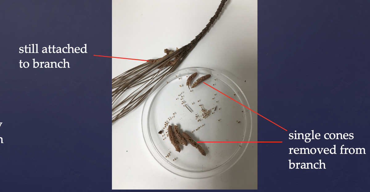 <p>The much smaller of the two cone reproductive structures </p><p>Male, staminate cones</p>