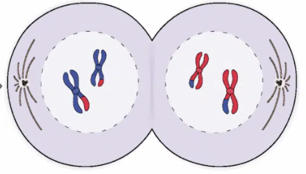 <ul><li><p><span>Nuclear membrane (temporarily forms around the nuclei</span></p></li><li><p><span>Spindle fibres begin to break down</span></p></li><li><p><span>Chromosomes partially decondense (animals)</span></p></li></ul><p></p>