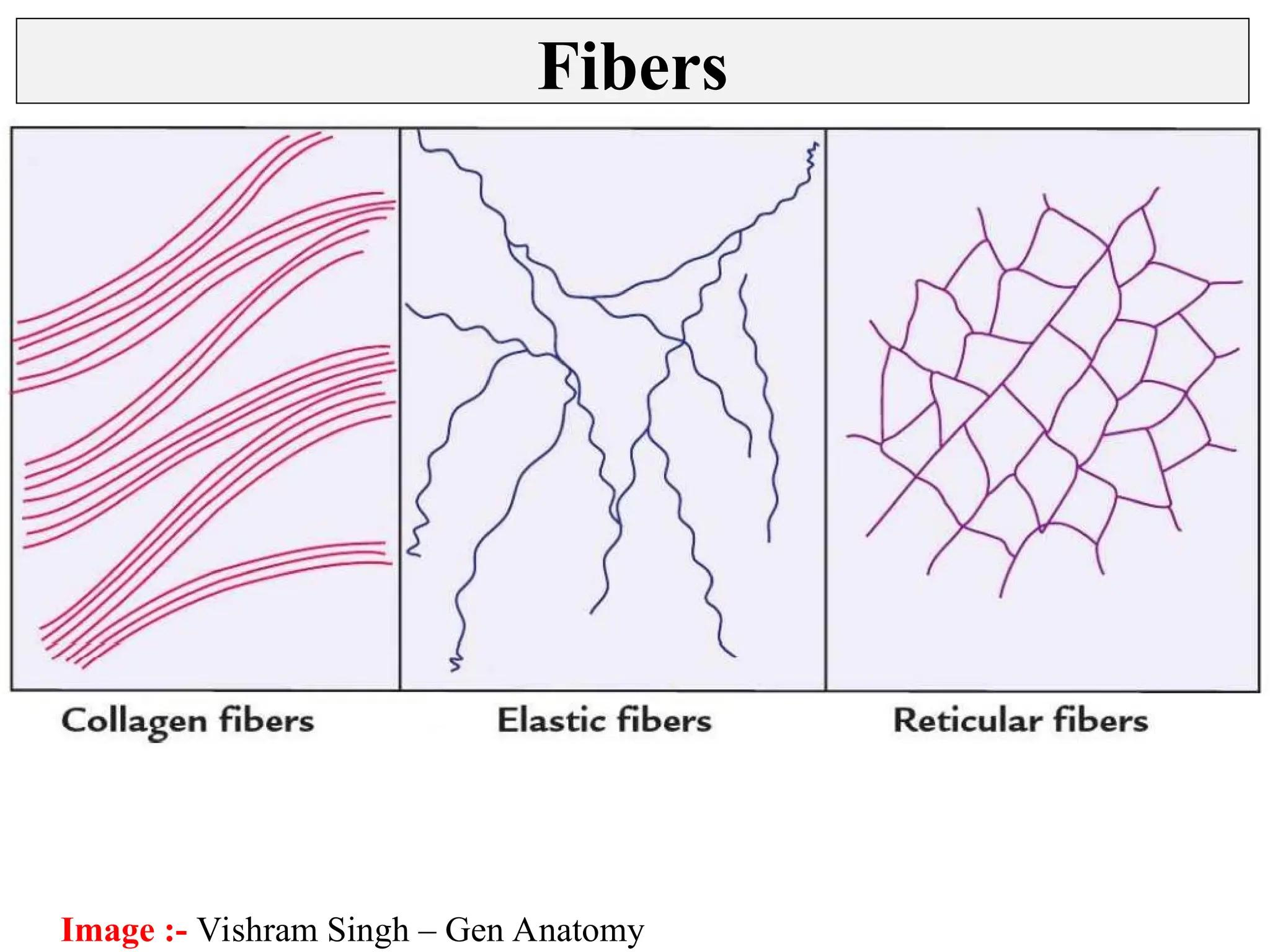 <ol><li><p>Collagen</p></li><li><p>reticular</p></li><li><p>elastic fibers.</p></li></ol><p></p>