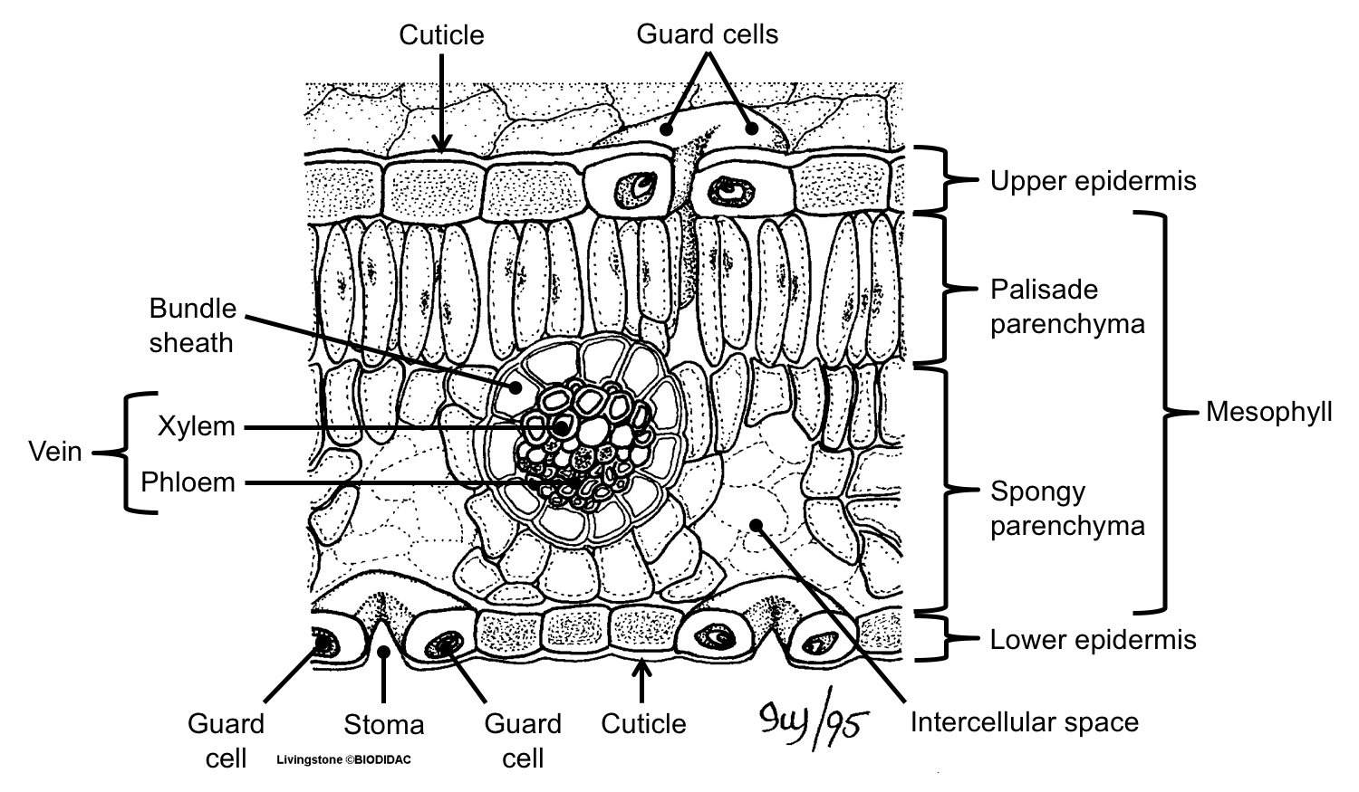 <p>labeled leaf cross section </p>