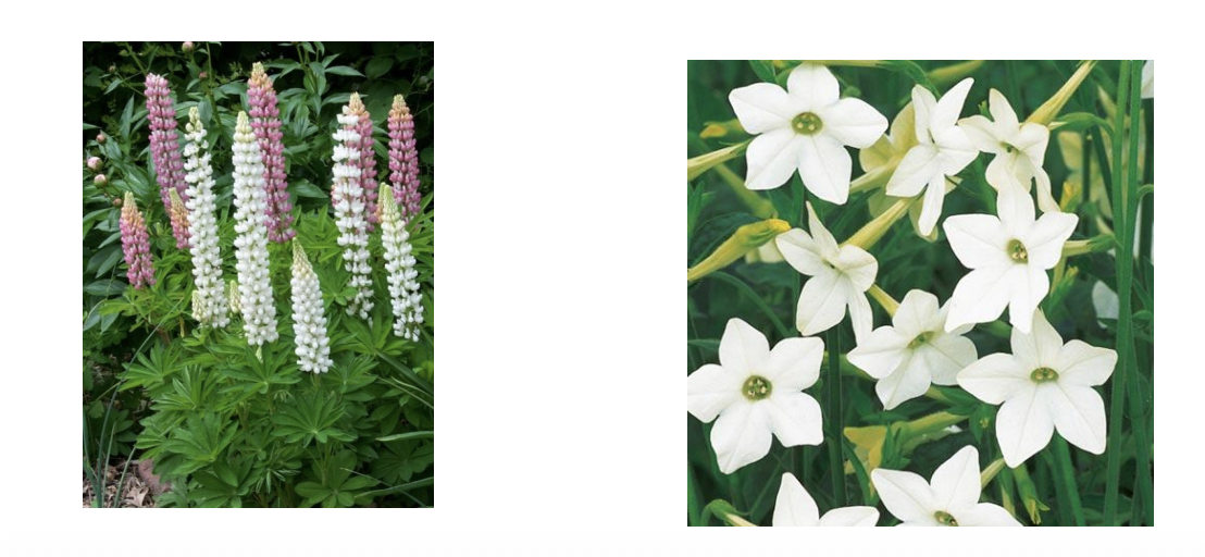 <p>What group of plants contain quinozolidine alkaloids and causes crooked calf syndrome? It is an agonist on nACh receptors. Nicotiana tabacum contains nicotine alkaloids but has similar signs. This plant is on the left, and N. tabacum is on the right. Signs include sensitivity in sheep, excitement followed by depression, ataxia, muscle weakness, twitching, and dyspnea. Treatment is supportive.</p>