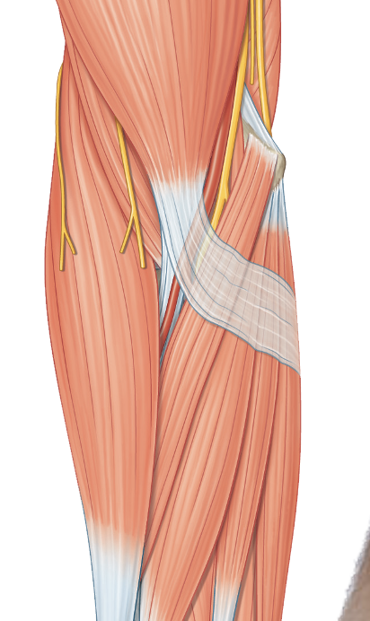 <p>tendon, artery, and nerve</p><ul><li><p>biceps brachii, brachial artery, median nerve</p></li><li><p>lateral to medial</p></li></ul><p></p>