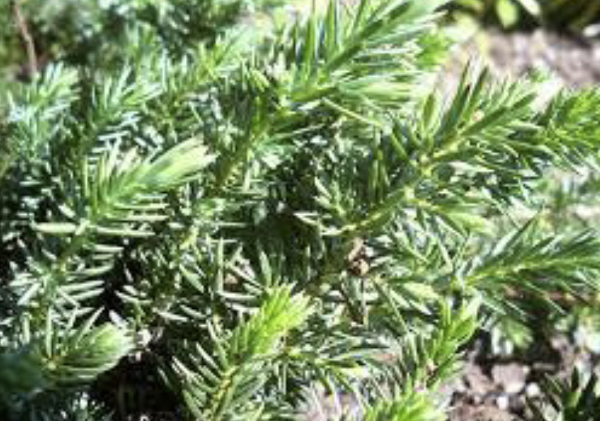 <p>Species Name: Juniperus conferta</p><p>Common name: Japanese shore juniper</p><p>Family: Cuppresaceae</p>
