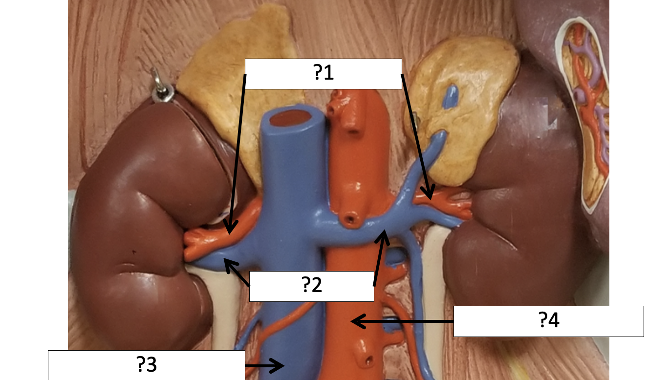 <p>3 Name the vein?</p>