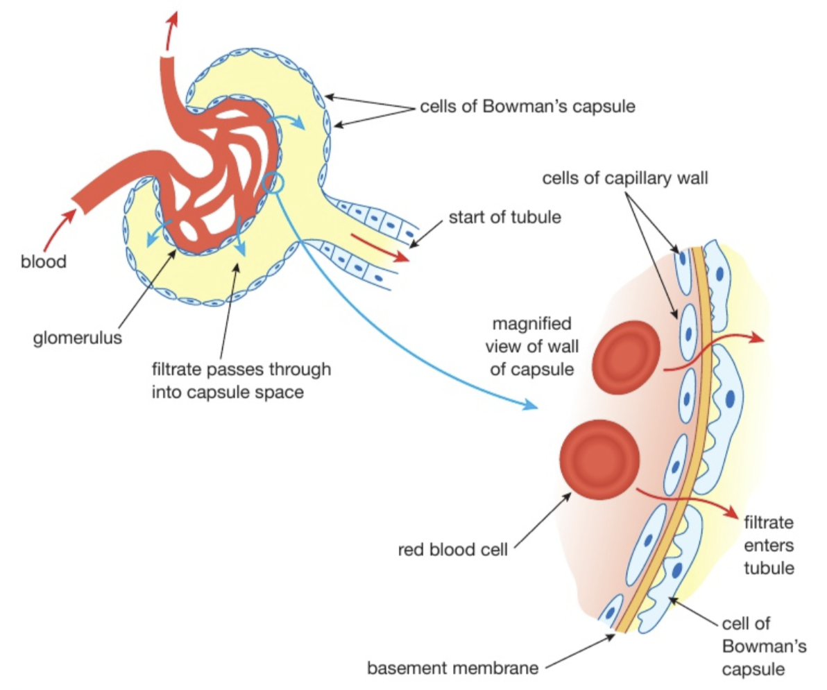 <ul><li><p><strong>Ultrafiltration </strong>occurs in the <u>glomerulu</u>s (surrounded by the Bowman’s capsule)</p></li><li><p>Blood enters the kidney through the <u>renal artery</u> and divides into smaller capillaries. The smallest arteries supply the capillaries of the glomerulus</p></li><li><p>Blood in the arteries supplying blood to the glomerulus are at a <strong>high pressure</strong>, forcing the fluid from the blood through the walls of the capillaries of the glomerulus and the Bowman’s capsule into the capsule</p></li><li><p>Blood in the glomerulus and the space in the capsule are separated by two layers of cells, the capillary wall and the wall of the capsule. Between these two layers there is a third one called the basement membrane which is not made of cells.</p></li><li><p>These 3 <u>layers act like a </u><strong><u>filter</u></strong>, allowing small molecules to pass through but holding back larger ones)</p></li></ul><p></p>