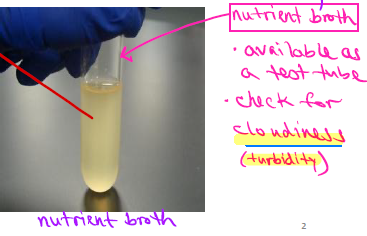 <p>A liquid culture medium. Available as a test tube. Check for cloudiness (turbidity).</p>