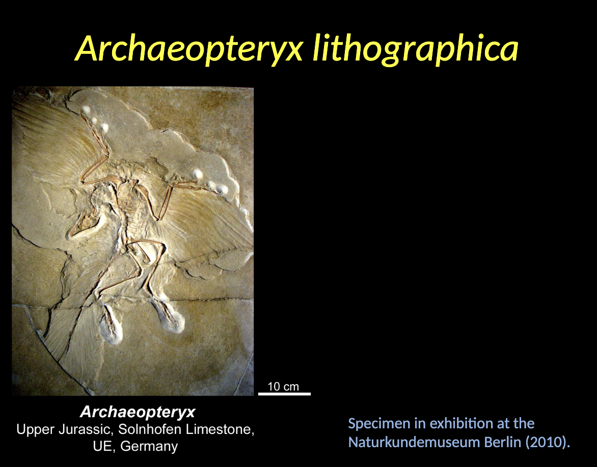 <ul><li><p>Archaeopteryx lithographica was the first representative of birds (not a bird) </p></li><li><p>Upper JURASSIC </p></li><li><p>Germany </p></li></ul><p></p>