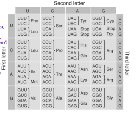 <ul><li><p>mRNA codons code for amino acids </p></li><li><p>4<sup>3</sup> = 64 codons (4 bases, arranged by 3)</p><ul><li><p>There are 64 codons that code for 20 amino acids. (This reduces the # of possible mistakes in the amino acid sequence)</p></li></ul></li><li><p>The code is REDUNDANT → several codons code for the same amino acids (3<sup>rd</sup> position → “Wobble Position”) → if first 2 are the same, 3<sup>rd</sup> position doesn’t matter (will still code for same amino acid)</p></li></ul><p></p>