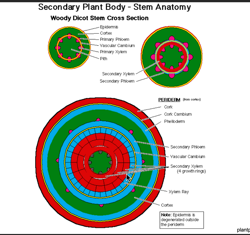 <p>For stem secondary growth. What are the 2 secondary meristems? </p>