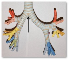 <p>v. to divide two branches or forks</p><p>adj. branched</p>