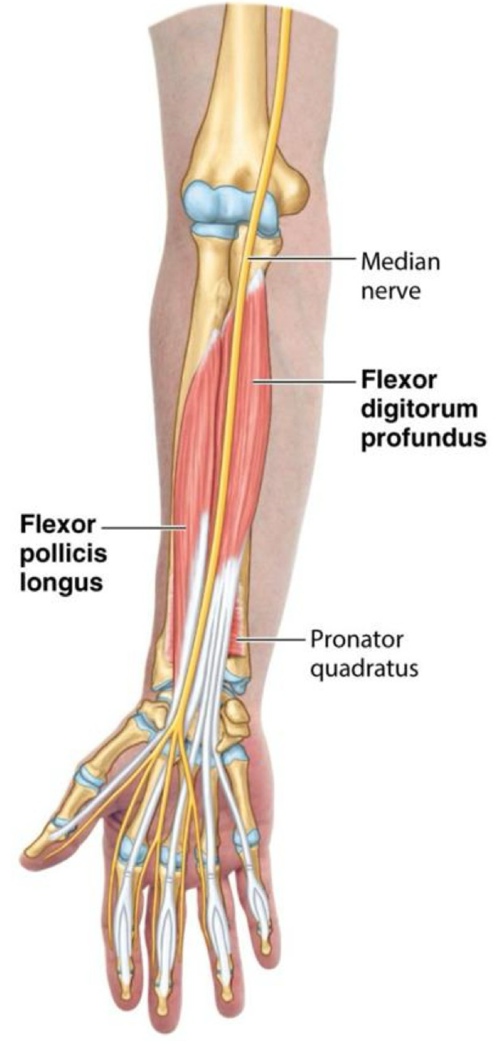 <p>Deep Anterior Forearm Muscles</p>