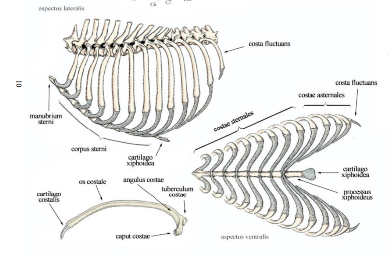 <p><em>Cartilago costalis: </em>bordaporc, a bordák ventralis része</p><p><em>Os costale: </em>bordacsont; a bordák dorsalis csontos része</p><p><em>Caput costae: </em>bordafejecske; a két szomszédos csigolyával képez ízületet</p><ul><li><p><em>Facies articularis capitis costae: </em>a bordafejecske ízületi felszíne</p></li></ul><ul><li><p><em>Crista capitis costae:</em> a bordafejecske “taraja”; elválasztja a bordafejecske ízületi felszínének cranialis és a caudalis részét. Közepén egy bemélyedés található a Lig. intercapitale számára.</p></li></ul><p><em>Collum costae: </em>“bordanyak”; keskeny rész, amely lateralisan terjed a bordafejecskétől</p><ul><li><p><em>Crista colli costae: a bordanyak cranialis határán látható “taraj”</em></p></li></ul><p><em>Corpus costae:</em> “bordatest”; a borda fő része</p><p><em>Tuberculum costae: </em>“bordagumó”; dorsalis kiemelkedés a bordafejecske és a bordanyak között</p><ul><li><p><em>Facies articularis tuberculi costae: </em>a bordagumó ízületi felszíne, a mellette lévő (caudalisabb) borda processus transversusával alkot ízületet.</p></li></ul><p><em>Angulus costae: </em>“bordaszöglet”, a görbület hangsúlyosabb pontja a Tuberculum costae közelében</p><p><em>Genu costae: </em>“a borda térde”, görbület a bordaporcban (ragadozóknál, sertésben a costochondralis csatlakozás közelében van)</p>