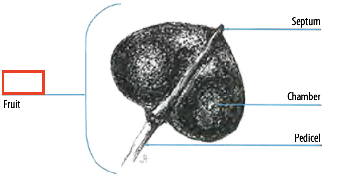 <ul><li><p><span><span>a type of fruit having two fused carpels with the length being more than three times the width</span></span></p></li></ul><p></p>