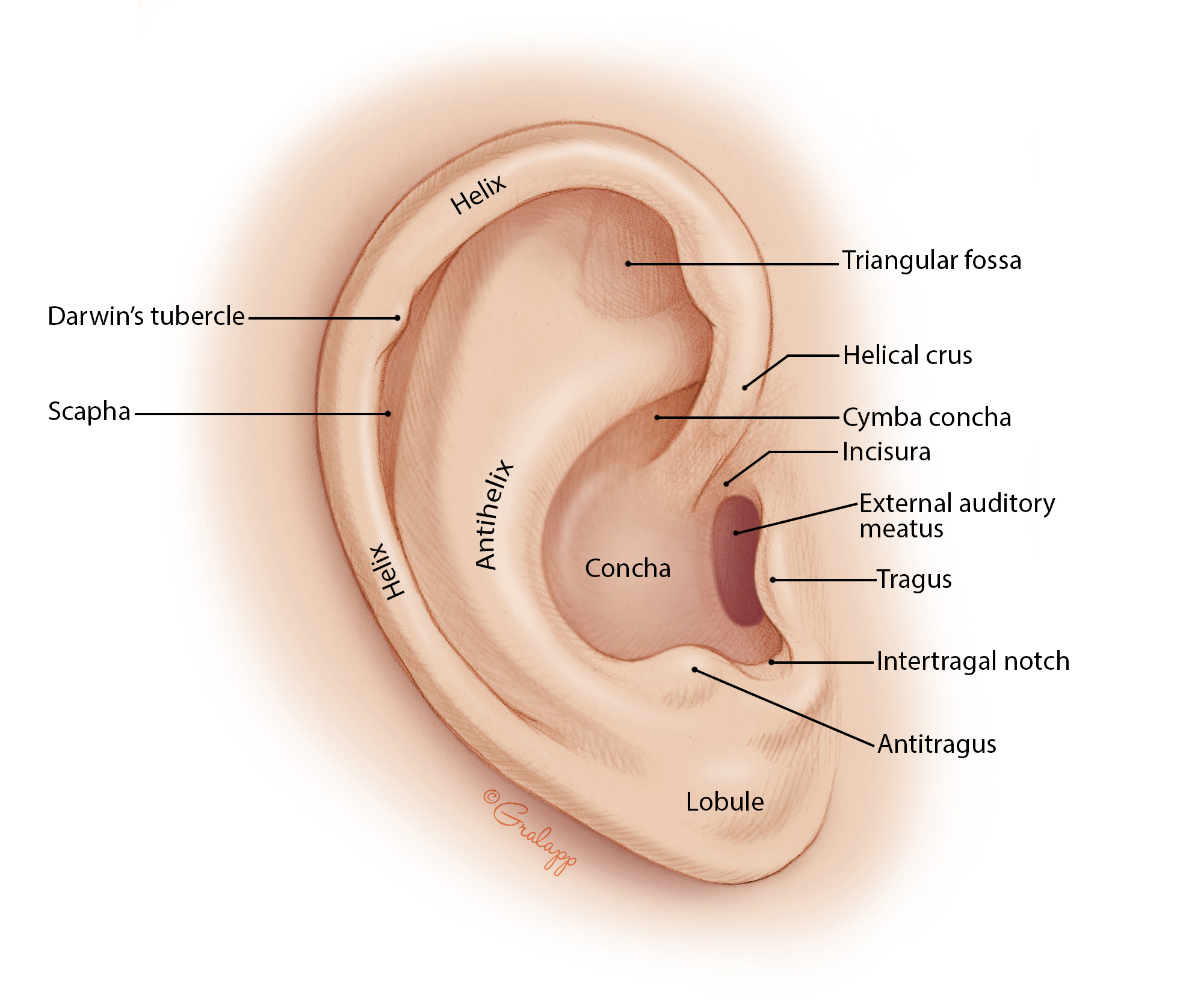 <p>The section of the ear that <span>consists of the auricle (pinna) and the external auditory meatus (canal). </span></p><p><span>The auricle is the outer portion of the ear, consisting of elastic cartilage covered by skin. Its oval rim is called the helix, and the earlobe is also known as the lobule.</span></p><p><span>The external auditory meatus is a canal that extends from the outside to the tympanic membrane. It is lined with skin containing sebaceous glands, hair, and ceruminous glands that secrete a waxy substance called cerumen (earwax). Cerumen traps foreign particles and helps to protect the canal. </span></p>
